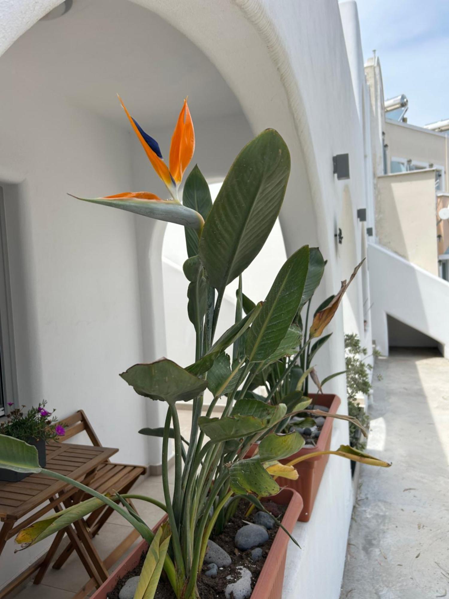 To Spitaki Sas, In Santorini! Apartment Mesaria Exterior photo